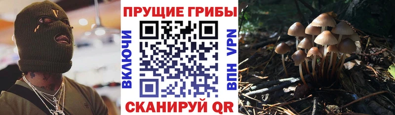 Псилоцибиновые грибы мицелий  где купить   Ильский 